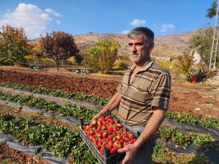 guneysinirda-cilek-hasadi-2.jpg