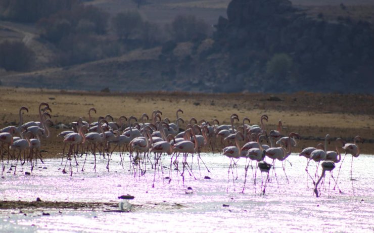 Tuz Gölü’nde sular azadı, flamingolar sulak alanlara kanat çırptı