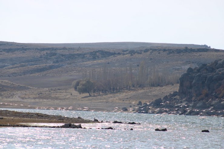 Tuz Gölü’nde sular azadı, flamingolar sulak alanlara kanat çırptı
