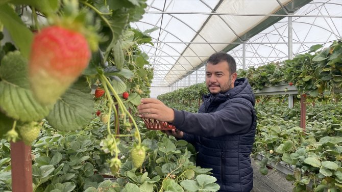 Konya'da topraksız tarımla üretim artıyor, yılda 7 kez hasat yapıyor