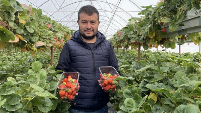 Konya'da topraksız tarımla üretim artıyor, yılda 7 kez hasat yapıyor