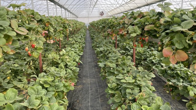 Konya'da topraksız tarımla üretim artıyor, yılda 7 kez hasat yapıyor