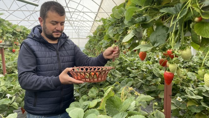 Konya'da topraksız tarımla üretim artıyor, yılda 7 kez hasat yapıyor