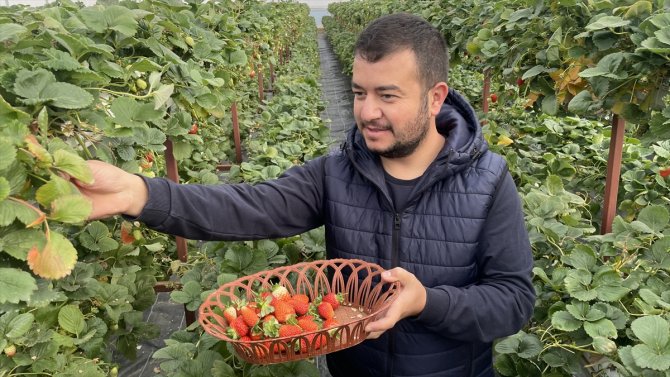 Konya'da topraksız tarımla üretim artıyor, yılda 7 kez hasat yapıyor