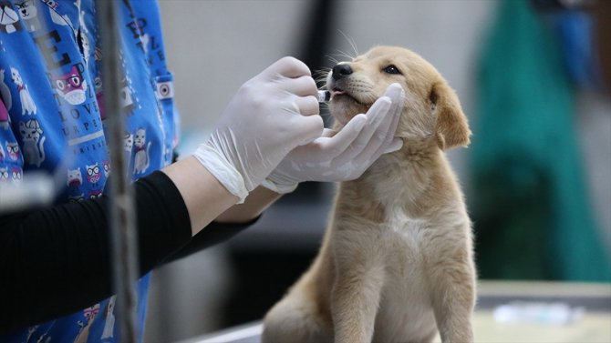 Konya'da geride kalan hayvanlardan iyi haber