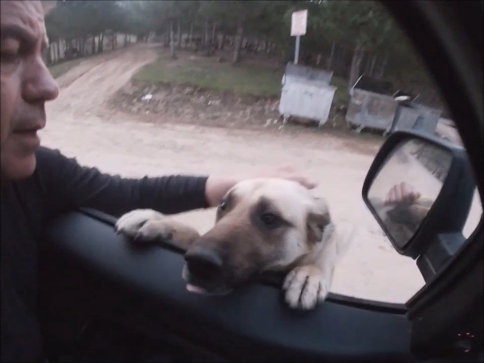 Köpekler, onu gördüğünde ne yapacağını şaşırıyor