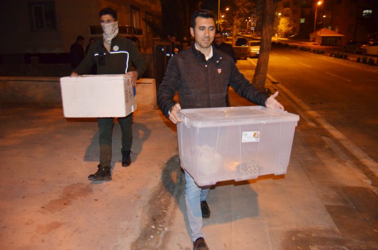 1 kraliyet pitonu ile 10 sakallı ejder Konya'da...