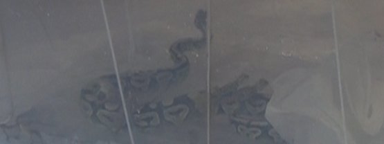 1 kraliyet pitonu ile 10 sakallı ejder Konya'da...