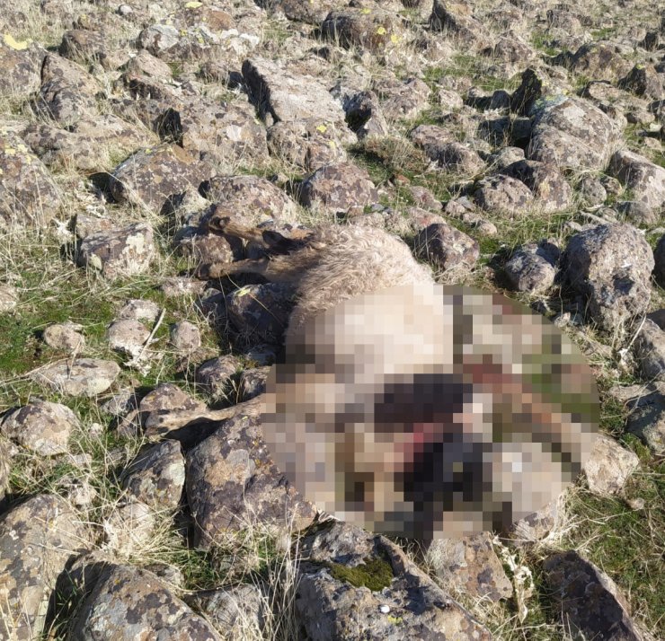 Kurtlar, ağıla girdi, 53 koyunu öldürdü