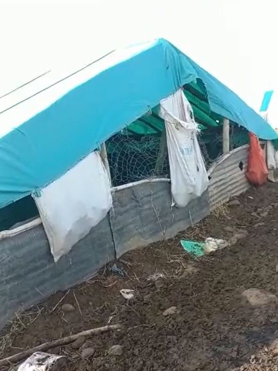 Kurtlar, ağıla girdi, 53 koyunu öldürdü