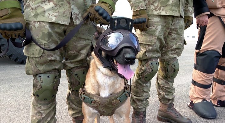 Turkish Armed Forces’ bomb-sniffing dogs on duty in the World Cup