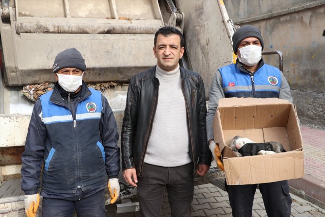 Böyle vicdansızlık olmaz! Yavru köpekleri çöpe attılar