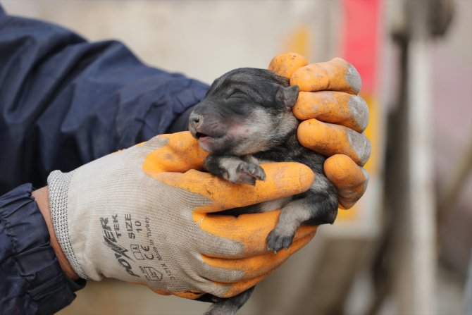 Böyle vicdansızlık olmaz! Yavru köpekleri çöpe attılar