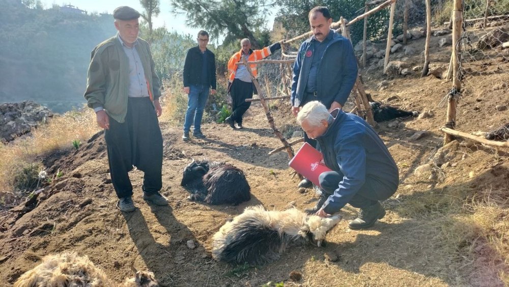 Ağıla giren sokak köpekleri, keçileri telef etti