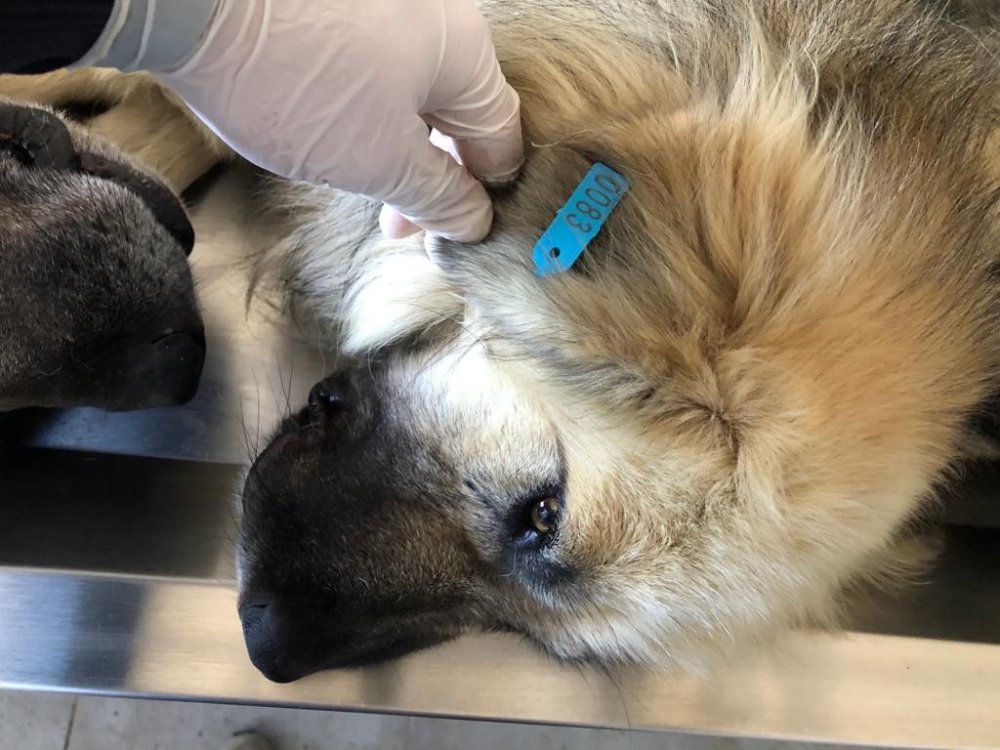 Konya'da 872 sokak köpeği kısırlaştırılıp küpelendi