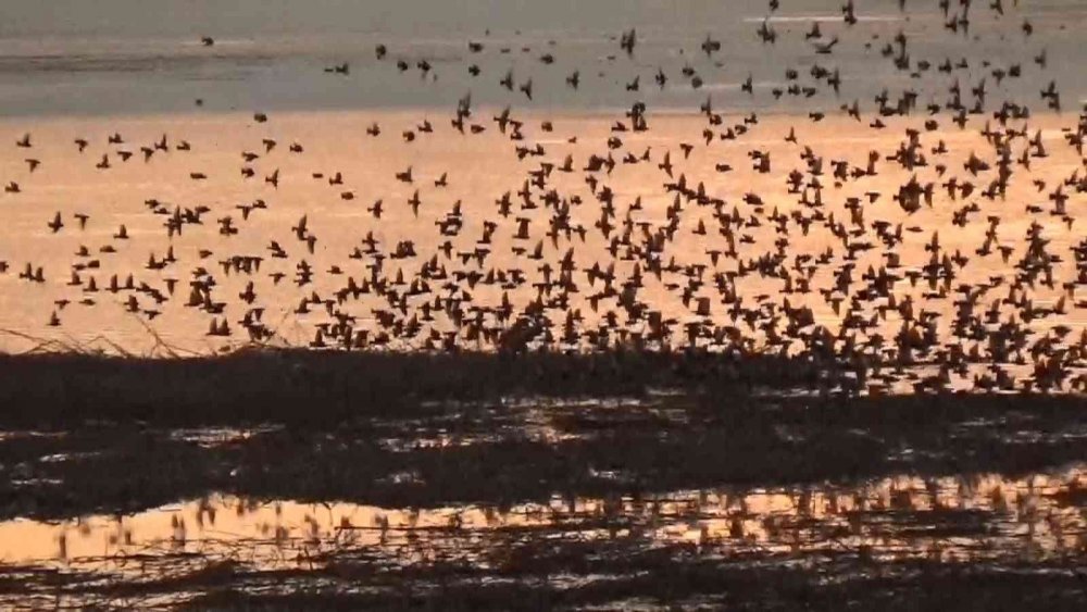 Konya'da gün batımında sığırcıklardan görsel şölen