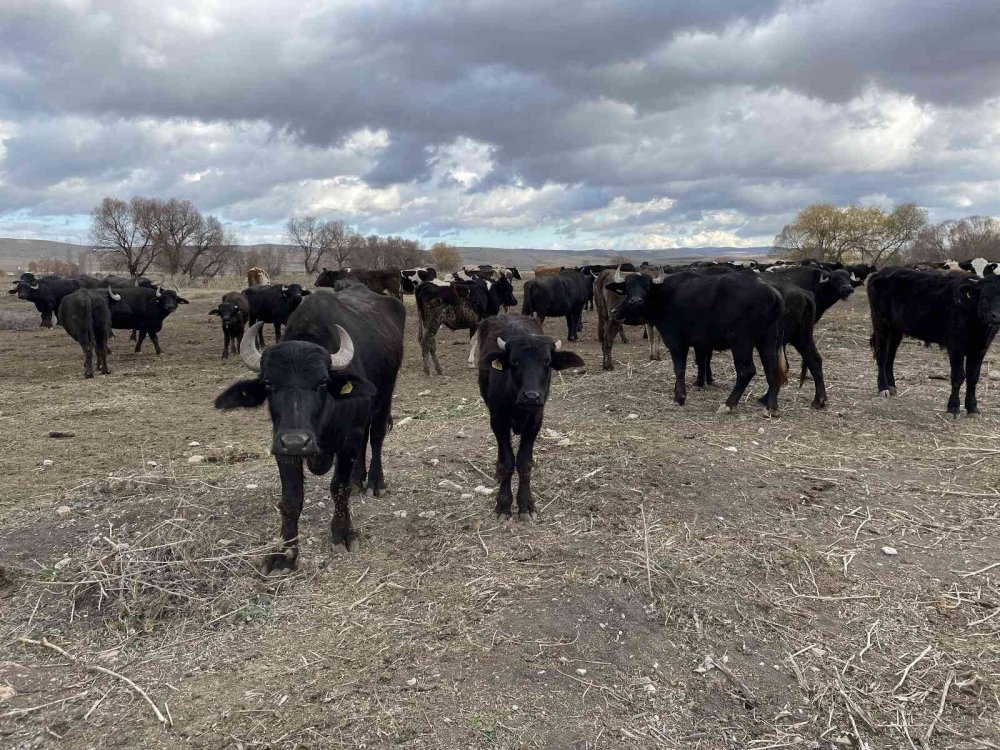 Cumhurbaşkanı açıkladı, talep patlaması yaşandı