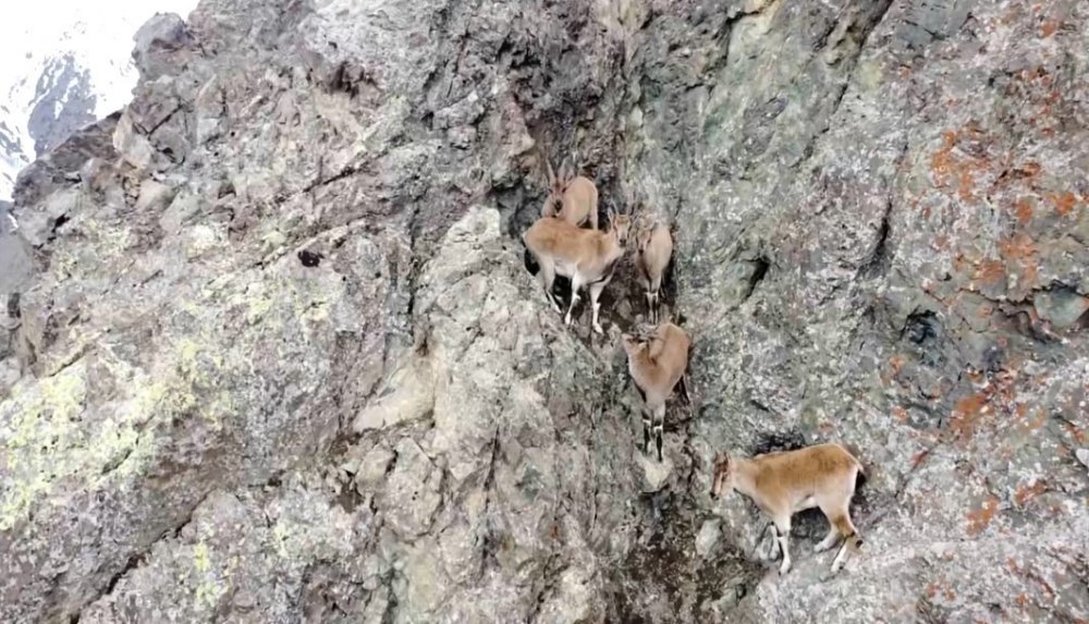 Dağ keçileri havadan böyle görüntülendi