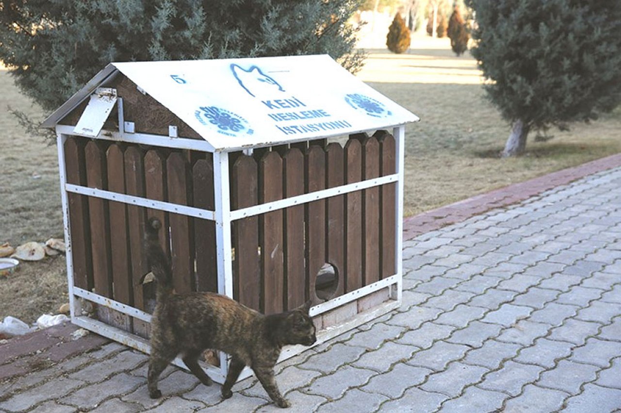 kedi-evi-1.jpg