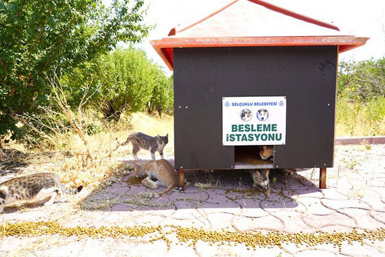 kedi-evi-3.jpg