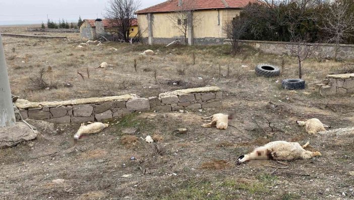 konyada-otlayan-50dan-fazla-koyun-telef-oldu-2.jpg