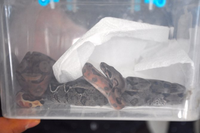 Durdurulan otomobilde bulunan 2 boa yılanı Konya'ya gönderildi