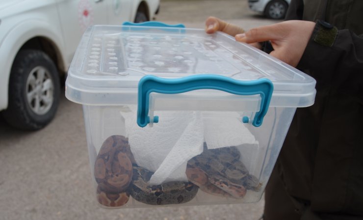 Otomobil bagajında 2 boa yılanı ele geçirildi