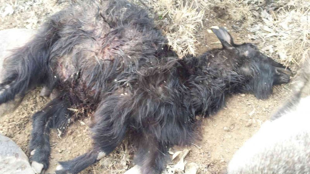 100 koyunun olduğu sürüye kurt sürüsü saldırdı, 25 koyun telef oldu, 15’i kayıp