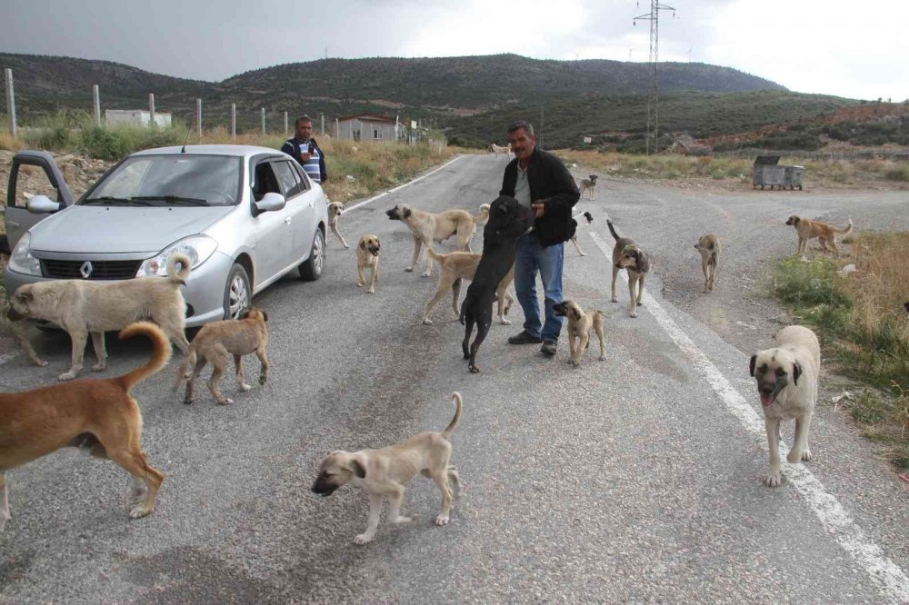 Konya'da emekli hayvansever kendisini sokak köpeklerine adadı