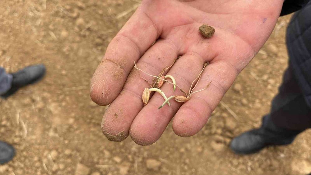 Konya'da kuraklık nedeniyle çiftçiler zor günler yaşıyor