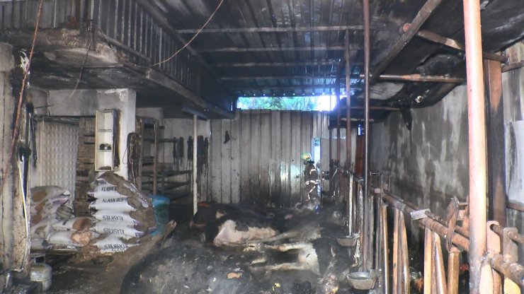 Ahır yandı, büyükbaş hayvanlar telef oldu