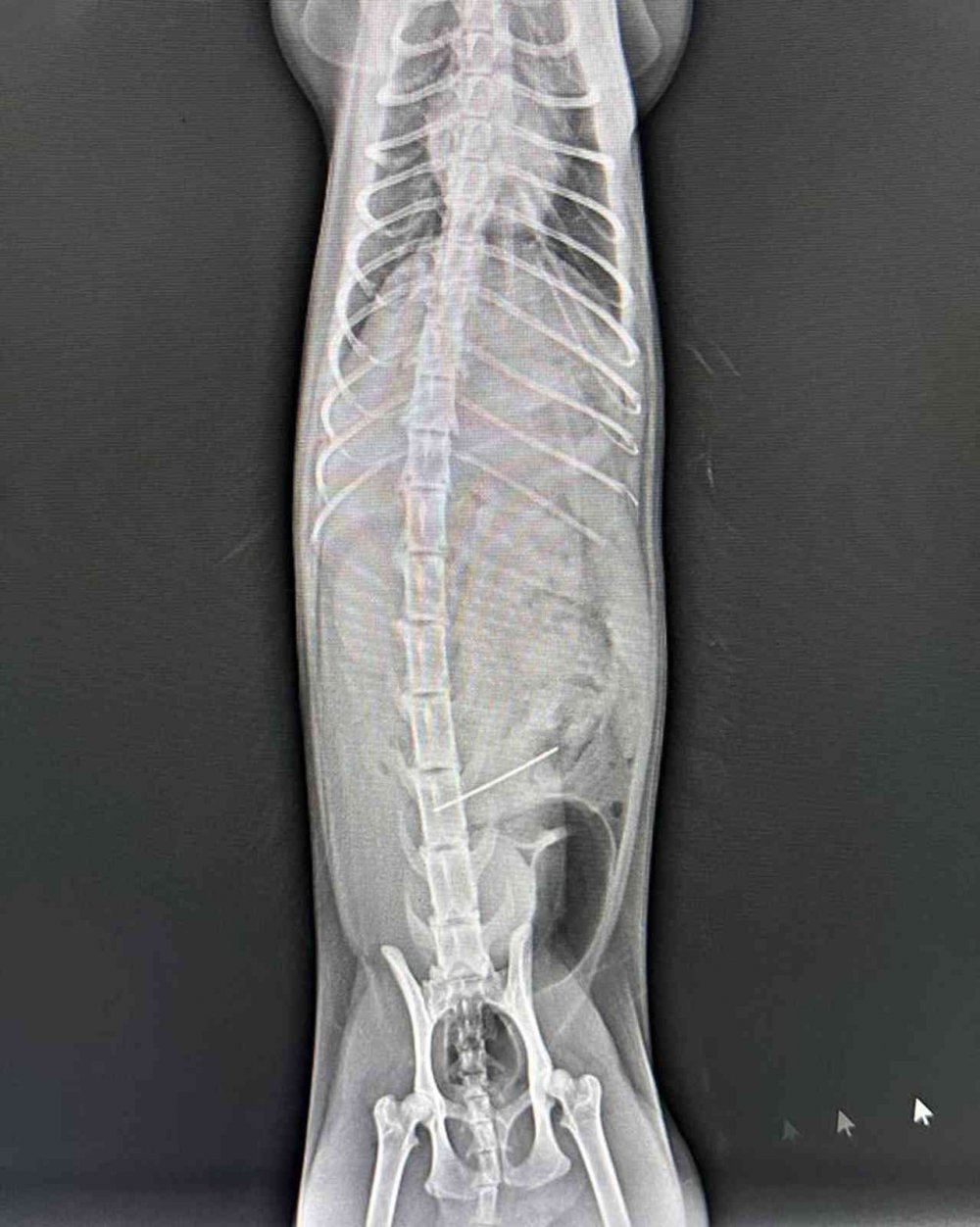 Kedinin midesinden çıktı