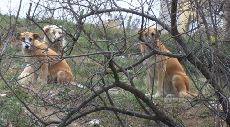 Okula giden çocuğa sokak köpekleri saldırdı