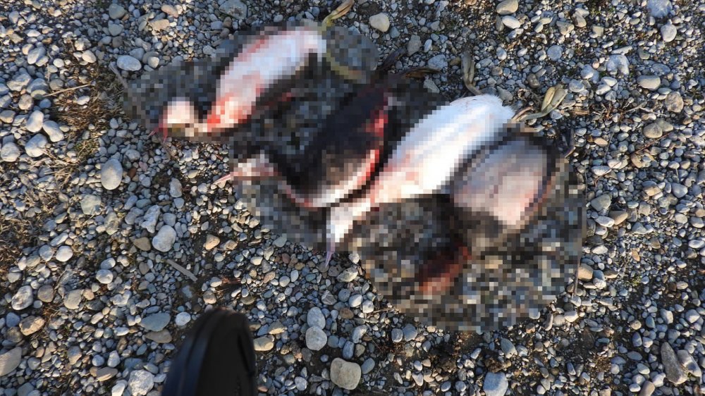 Beyşehir Gölü Milli Parkın yasak avlanmaya ceza yağdı!