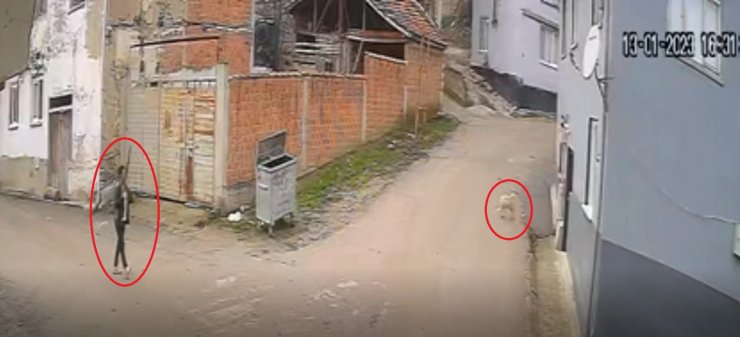 Kovaladığı sokak köpeğinin tüfekle öldürdü