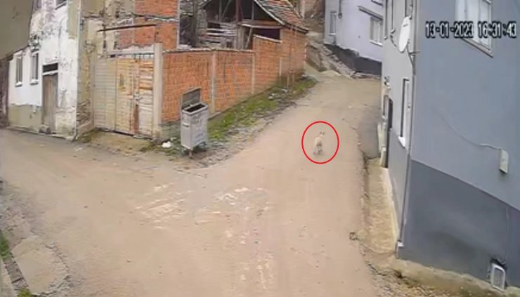 Kovaladığı sokak köpeğinin tüfekle öldürdü