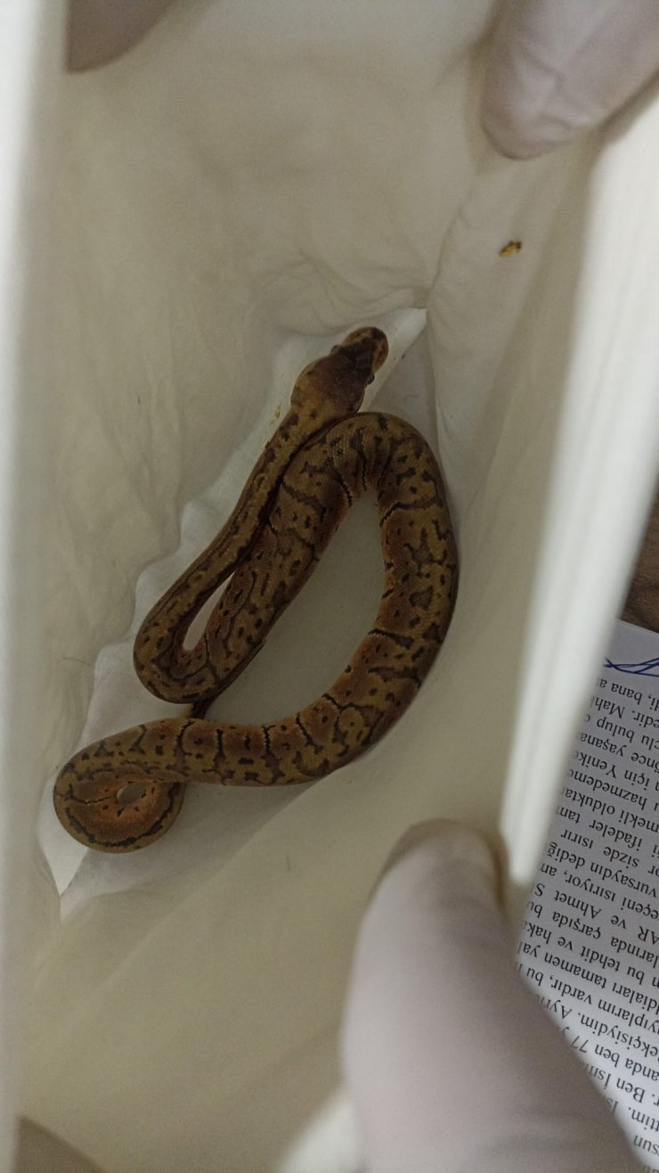 Konya'da toplanıyor