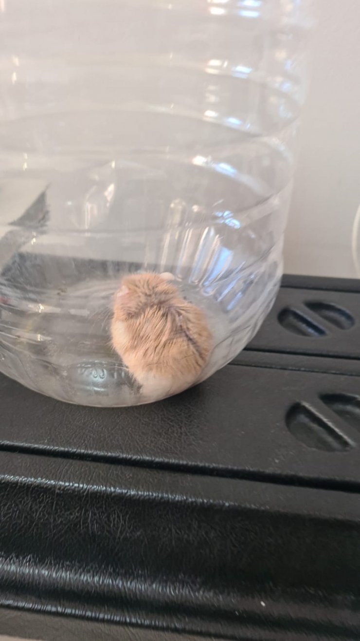 Konya'da toplanıyor