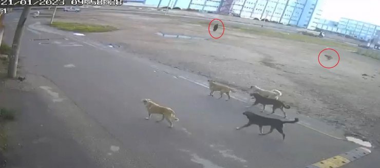 Yaşlı kadına 10 sokak köpeğinin saldırdı