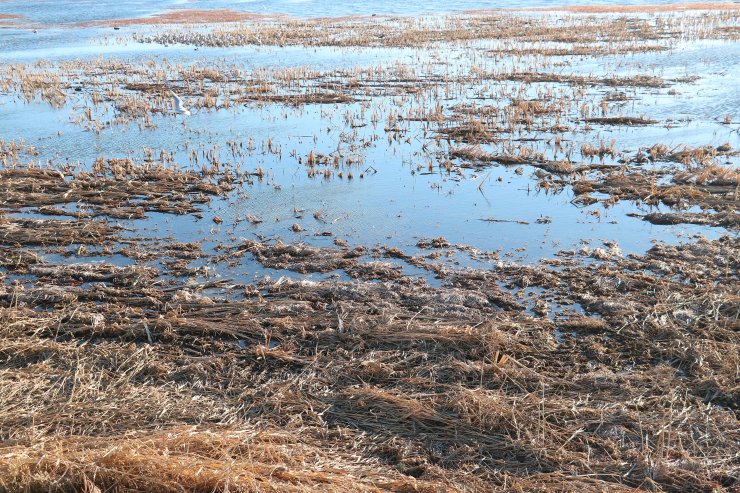 Beyşehir Gölü, can çekişiyor