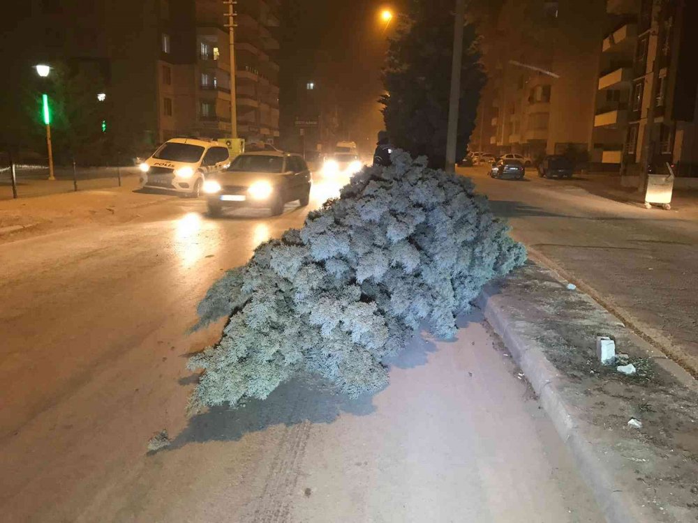 Konya’da şiddetli rüzgar etkili oldu, ağaçlar devrildi