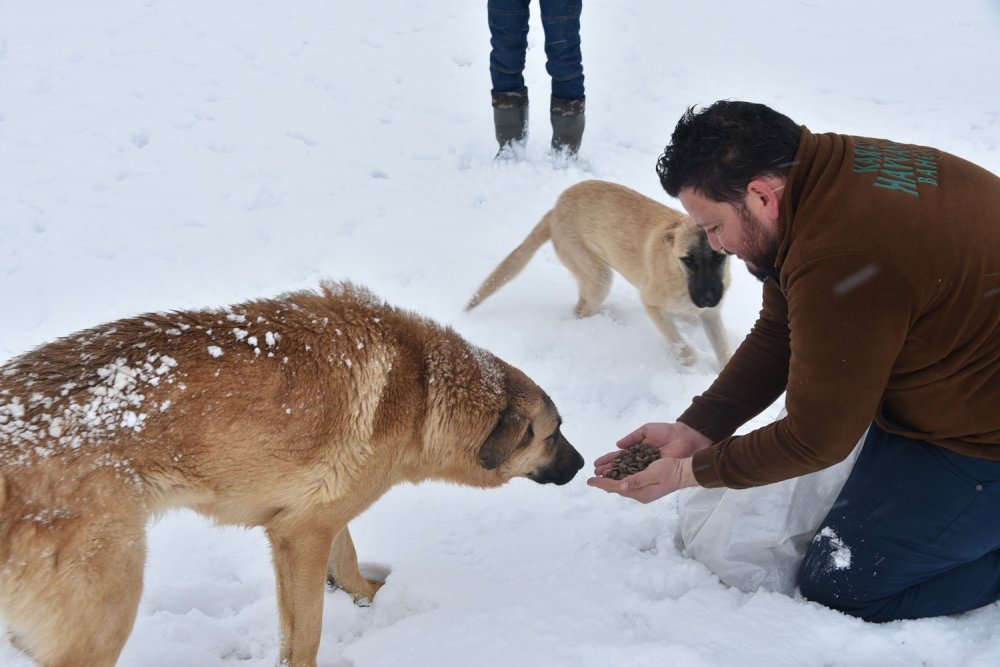 Konya'da kar yağışı sonrası sokak hayvanları unutulmadı
