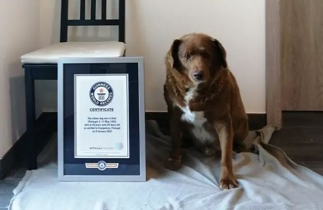 Bobi, gelmiş geçmiş en yaşlı köpek olarak Guinness Dünya Rekorunu kırdı