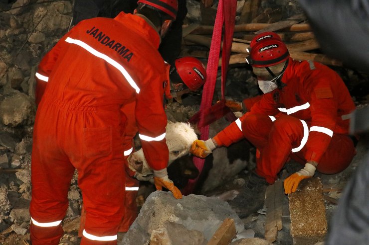 11 gün göçük altında 'Bircan' isimli inek, kurtarıldı