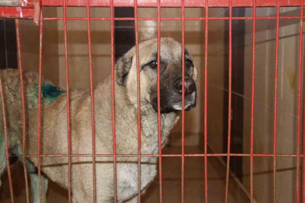 Depremde kurtarılan hayvanlara barınakta yeni hayat