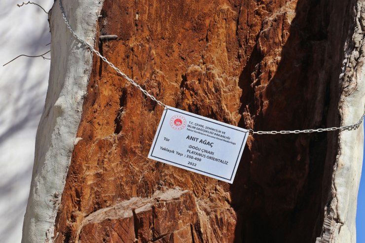 400 yıllık çınar ağacı, depremde yıkılmadı