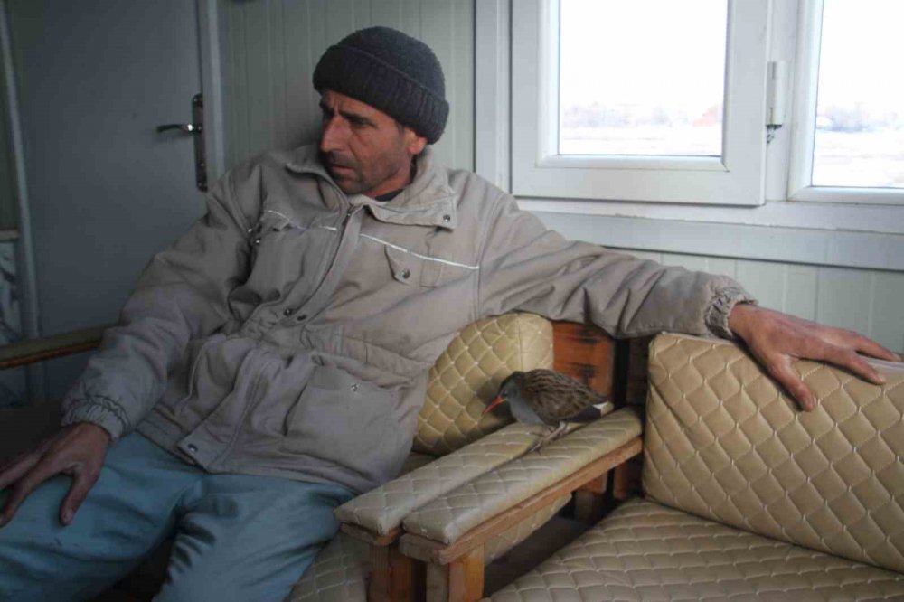 Konya'da limanda hareketsiz bulunan çulluk kuşuna balıkçılar sahip çıktı
