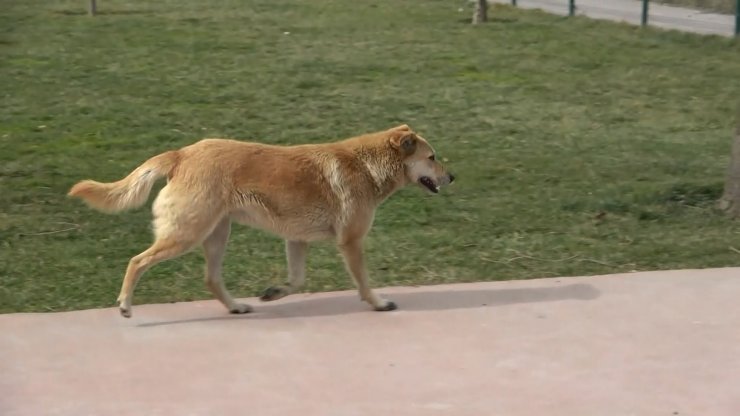 Sokak köpekleri çocuklara saldırdı