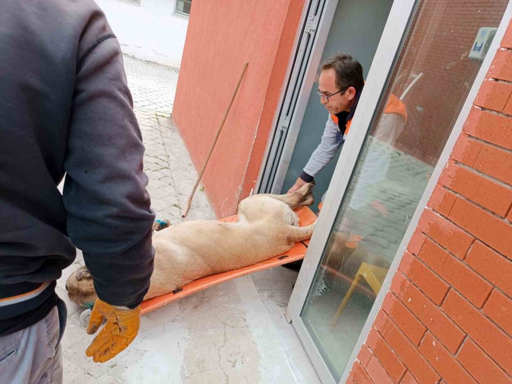Köpek dövüşüne jandarmadan baskın! 15 gözaltı