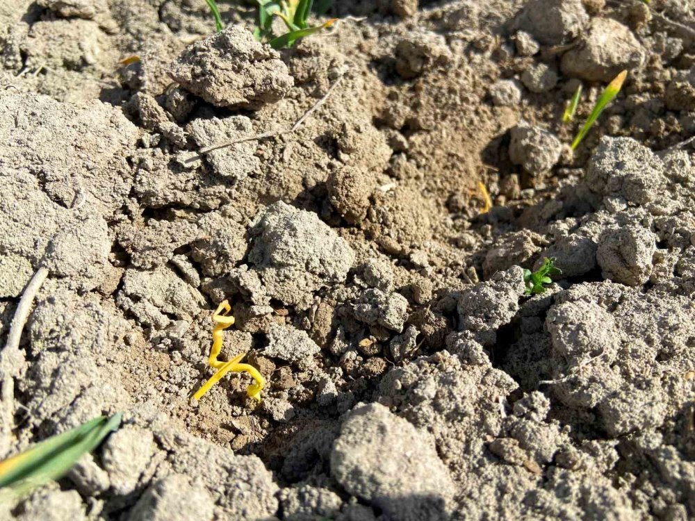 Konya için korkutan senaryo! Yarıdan fazla azaldı